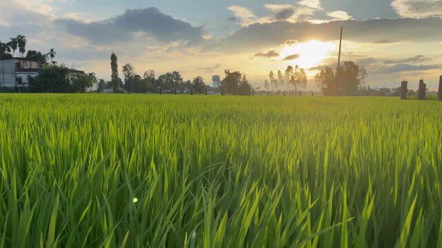 Lush Green Rice Field at Sunset in Rural Bangladesh