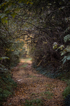 Autumn path leading through a dense forest