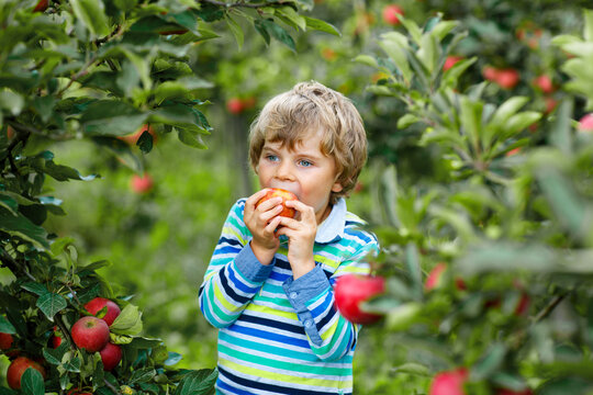 Active happy blond kid boy picking and eating red apples on organic farm, autumn outdoors