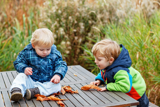 two little boys playing with maple leaves outdoors. Happy children siblings in autumn park. Toddlers twins wears trendy jacket . smiling Blonde boys portrait. Autumn fashion. Stylish child outside.
