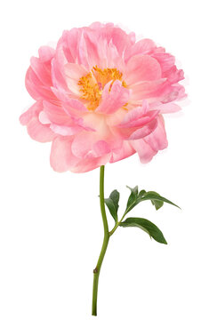 Big coral peony flower isolated on white or transparent background