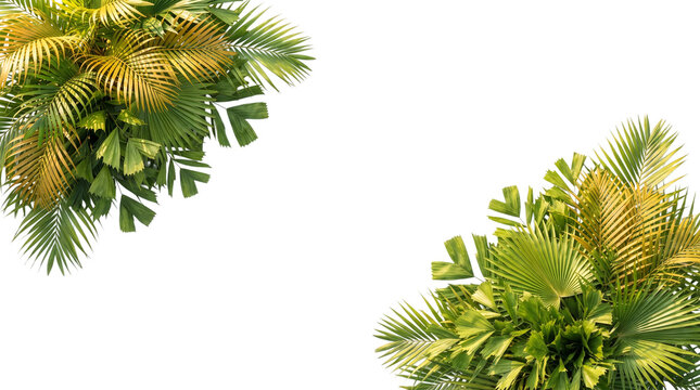 Tropical palm leaf corner frame on white background