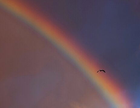 Vue d'une portion d'arc en ciel travers&eacute;e par une mouette seule en vol. Oiseau traversant, ailes d&eacute;ploy&eacute;es, un spectre de couleurs dans un ciel rose et mauve.