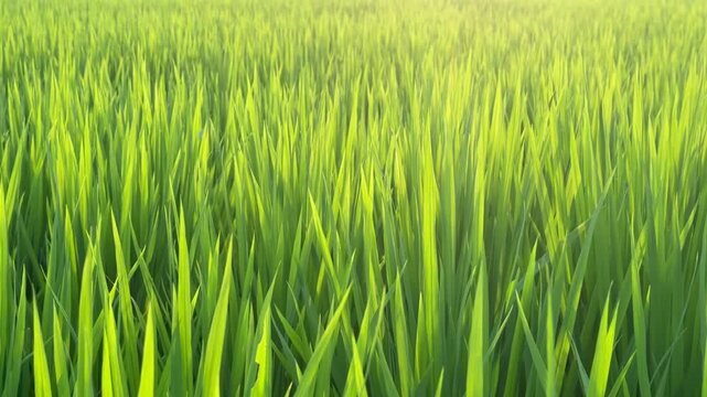Smooth Right-to-Left Tracking Shot Across Sunlit Green Rice Field