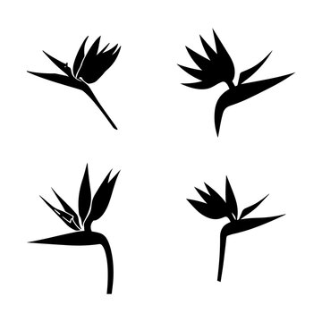 Flying Bird and Feather Silhouette Collection, Black Nature Vector Illustration