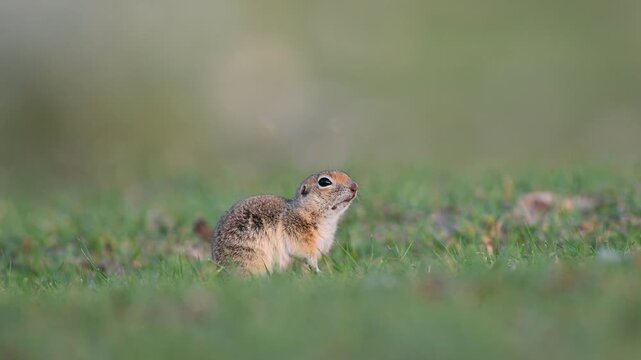 A nature photography shot of an adorable Anatolian ground squirrel (Spermophilus xanthoprymnus) watching its surroundings with curiosity on the green grass.