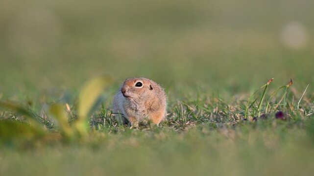 A nature photography shot of an adorable Anatolian ground squirrel (Spermophilus xanthoprymnus) watching its surroundings with curiosity on the green grass.