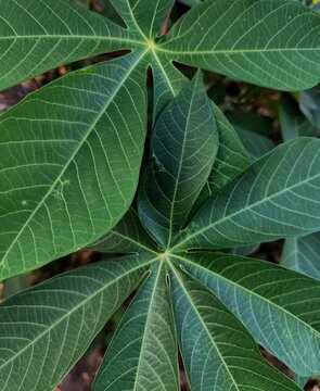 close-up of a vibrant green cassava (Manihot esculenta) leaf, displaying its palmate shape with multiple radiating leaflets and intricate vein patterns