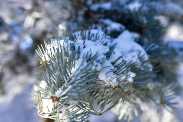 Snowy idyllic forest on a sunny clear cold day. © astrosystem