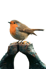 Fototapeta premium European Robin Redbreast Bird Perched and Isolated on Black Background