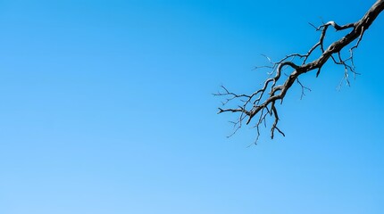 Obraz premium A gnarled, dark, bare tree branch extends diagonally across a clear, vibrant blue sky on a sunny day.