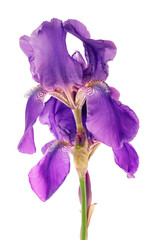 purple iris flower isolated on white background © kolesnikovserg