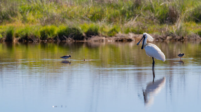 Eurasian Spoonbill, Platalea leucorodia, Lagunas de Villaf&aacute;fila Natural Reserve, Natura 2000, Zamora, Castilla y Le&oacute;n, Spain, Europe