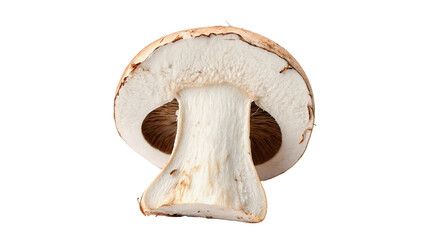 Single fresh raw white button mushroom agaricus slice © Amelia