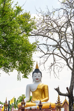 Serene golden white Buddha statue under trees, peaceful expression