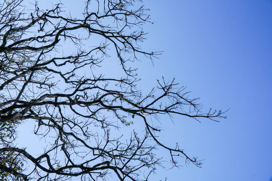 Bare tree branches against clear blue sky calm