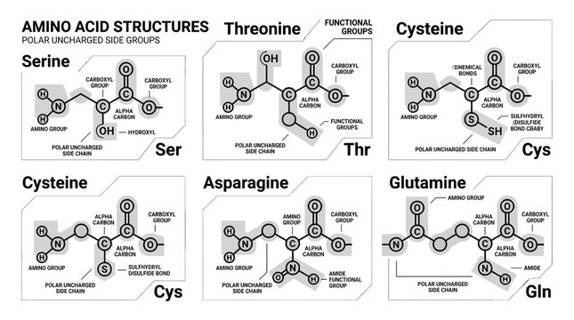 Amino Acid Structures Isolated on Transparent Background