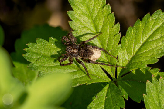 Close-up of female wolf spider (Pardosa sp., Lycosidae) carrying an egg sac attached to its spinnerets on a green leaf