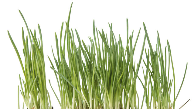 Fresh green grass tuft isolated on dark background