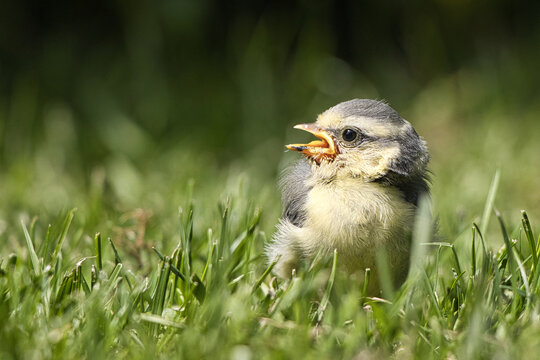 Junger Blaumeisen-&Auml;stling sitzt mit ge&ouml;ffnetem Schnabel im gr&uuml;nen Gras
