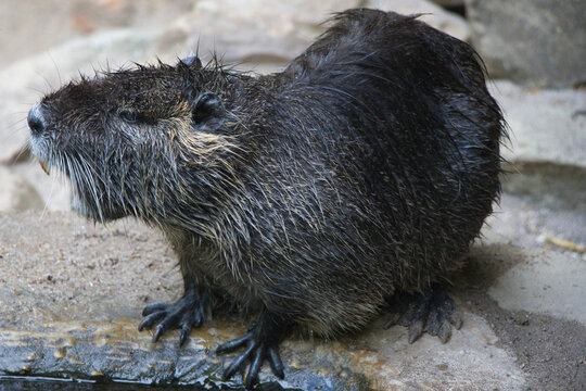 Nutria mit nassem Fell am steinigen Uferbereich im Profil (Myocastor coypus)