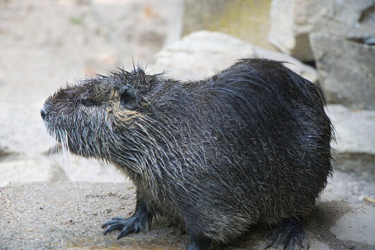 Nutria mit nassem Fell am steinigen Uferbereich im Profil (Myocastor coypus)