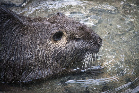 Nutria mit nassem Fell am steinigen Uferbereich im Profil (Myocastor coypus)