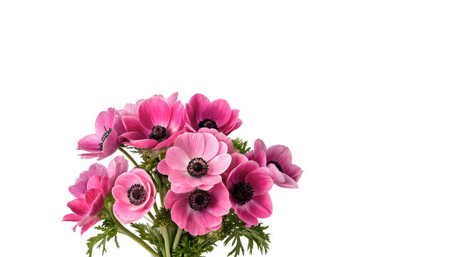 Bouquet of beautiful fresh pink anemone flowers stems isolated on transparent background.