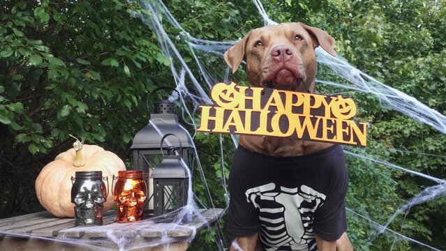 Cute dog in a festive costume