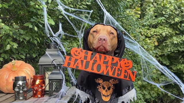 Cute dog in a festive costume