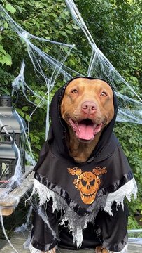 Cute Pitbull in a festive costume