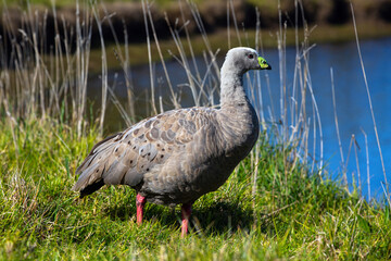 Cape Barren Geese, Australia. © Norman