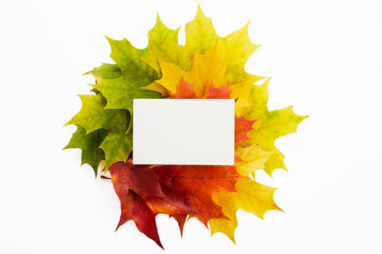 Blank white card mockup on colorful autumn maple leaves