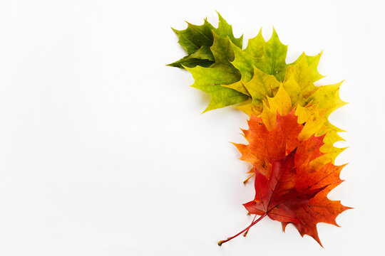 Maple leaves showing autumn color transition and season change