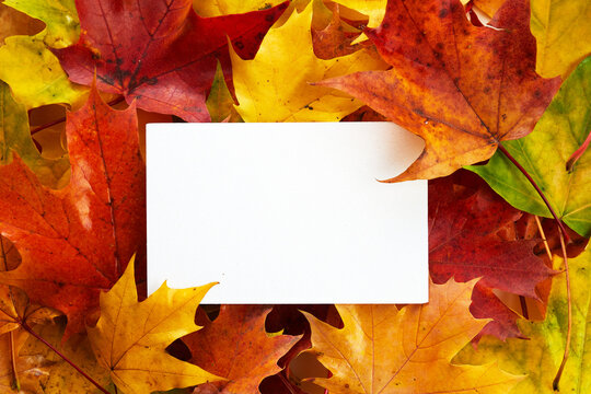 Blank white card surrounded by autumn maple leaves