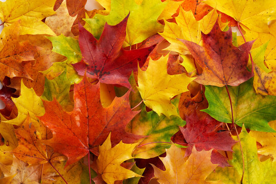 Autumn maple leaves creating colorful fall foliage background