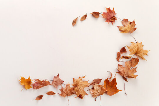 Autumn maple leaves forming a curved border frame