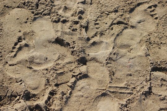 Footprints in the Sand