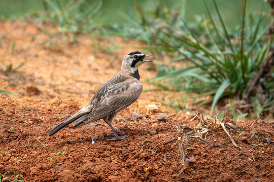 Horned Lark (Eremophila alpestris) posing nicely. Raleigh, North Carolina.