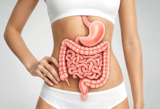 Human Digestive System Illustration Showing Stomach and Intestines Anatomically Placed on Body