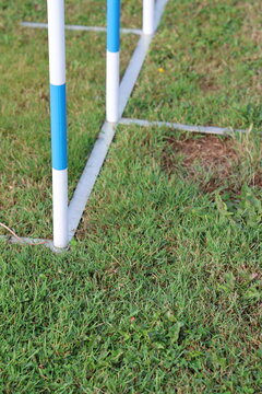 Dog agility slalom obstacles on a green grass field in summer.