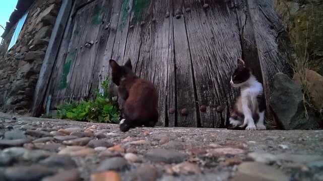 Two Curious Kittens Playing by Rustic Wooden Door