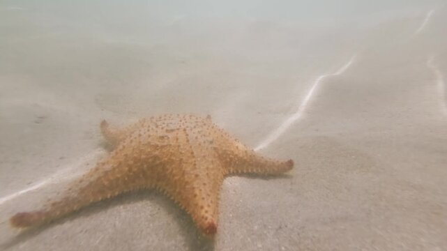 Starfish flat out across sandy shallows at Starfish Beach on Isla Colon in Bocas del Toro, Panama