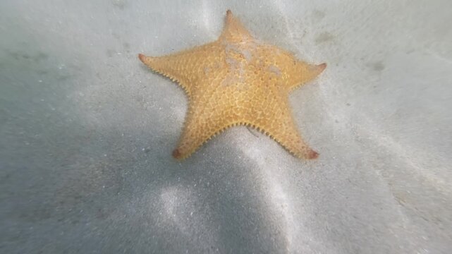 Orange starfish resting in shallow clear water at Starfish Beach on Isla Colon, Panama