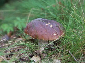 Wild porcini mushroom Boletus edulis growing in green forest moss close up © Krzysztof