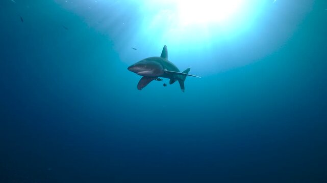 An oceanic whitetip shark, also known as Longimanus, emerges from the deep blue and slowly approaches the camera. The shark comes close to the lens, then gracefully changes direction and swims away, d