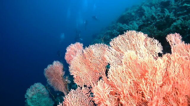 A scuba diver gently drifts above a beautiful sea fan (gorgonian) in the clear waters of the Red Sea. The diver moves slowly over the coral, surrounded by the deep blue water,
