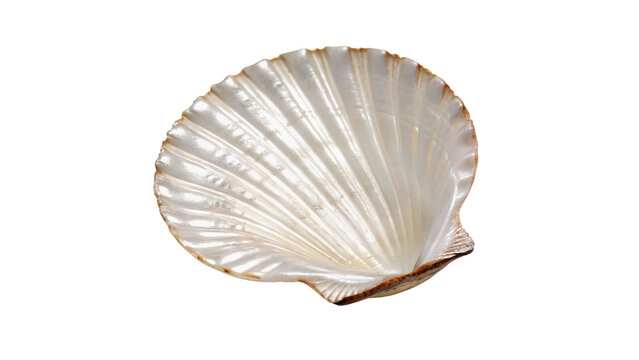 Single white ribbed scallop seashell isolated on dark background