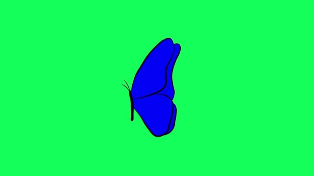 Blue butterfly flapping wings animation on green screen background, 2D cartoon insect flight loop video effect, chroma key monarch wildlife nature concept for motion graphics design element
