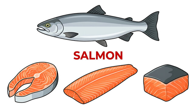Fresh Salmon Fish Illustrations Including Whole Fish Fillet and Steak on White Background